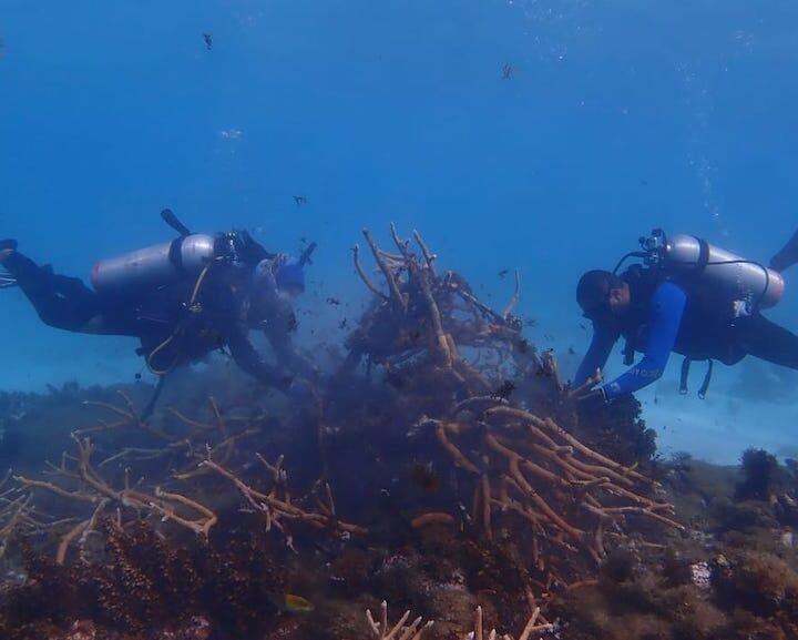 Cifra récord: 734 colonias de coral han sido rescatadas en primeras dos jornadas de primeros auxilios en Providencia