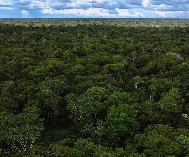 Sector Ambiente se toma la Amazonía en una semana clave para su protección