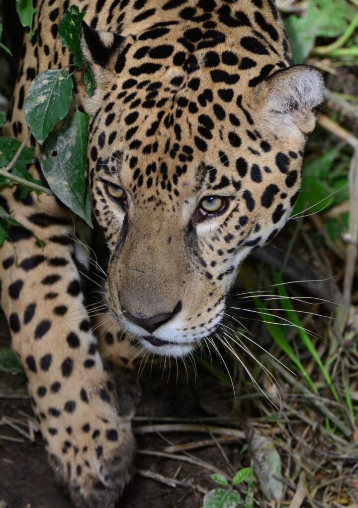El jaguar recorre zonas de Cerrejón