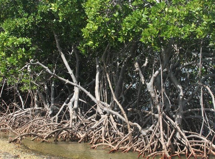 Cerrejón y comunidades cercanas sembraránás de 18.000 plántulas de mangle en Bahía Hondita