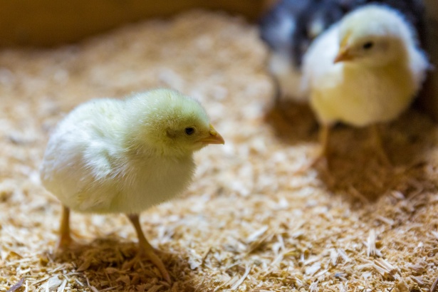 Colombia actualiza requisitos sanitarios para importar carne de aves fresca o congelada de EEUU